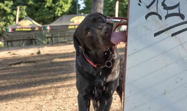 Incompleta a Japigia, trascurata a Libertà, ospitale a Carrassi: lo stato delle 15 aree cani di Bari